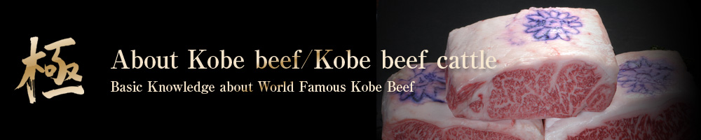 極 About Kobe beef/Kobe beef cattle Basic Knowledge about World Famous Kobe Beef