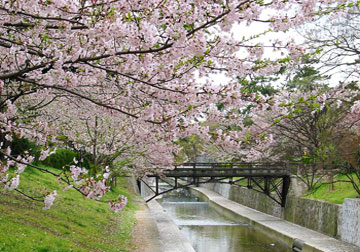 夙川公园的樱花