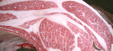 画像:優秀賞　受賞牛 第60回 全畜産連歳末連合神戸ビーフ共励会