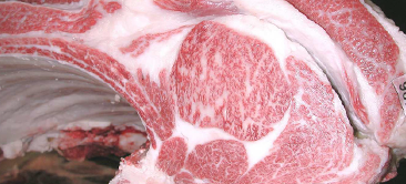 画像:最優秀賞(チャンピオン)受賞牛 令和6年度(244回) 神戸牛枝肉共励会