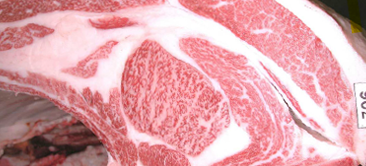 最优秀奖(冠军)获奖牛 26th JA Hyogo Rokkou-ushi kyoreikai(Kobe beef contest)