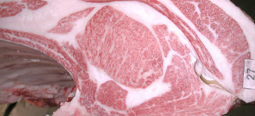 最优秀奖(冠军)获奖牛 2025 Kobe meet fair Kobe-city kyoreikai