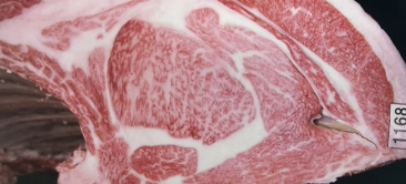 最优秀奖(冠军)获奖牛 250th Kobe Beef Kyoreikai