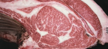 特级冠军牛 Zenchikuren Kobe beef Grand champion kyoreikai