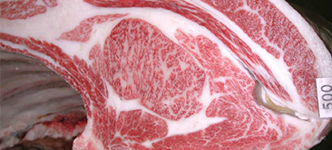 最优秀奖(冠军)获奖牛 JA Zennou Hyogo Tajima day Study Group