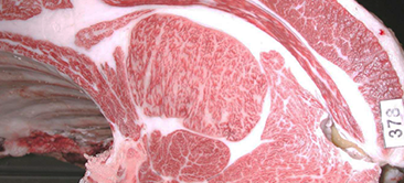 最优秀奖(冠军)获奖牛 2025 Tajima Shijyo Kannai kyoreikai