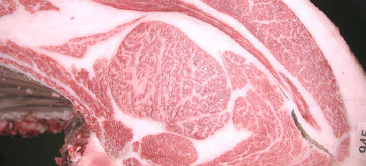 最优秀奖(冠军)获奖牛 380th Kobe Beef Kyoreikai