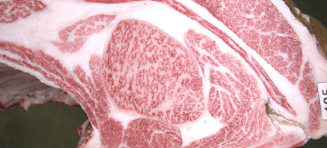 最优秀奖(冠军)获奖牛 101th Kobe city Kyoreikai