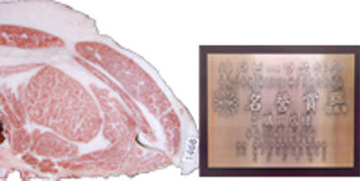 photo:2010 (The 160th.) Kobe Beef Dressed Carcass Kyoreikai