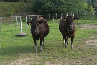 img:The mother cow of a Tajima Beef cow that will become Kobe Beef