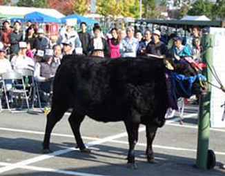 イメージ:勢戸さんが出品された名誉賞受賞牛