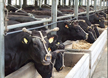 photo:Maruse Stockbreeding Inc. Seto ranch cattle shed