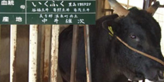 イメージ:個体識別情報検索サービス 携帯版