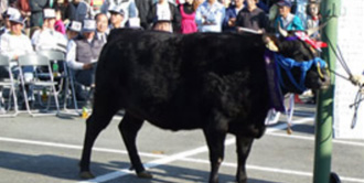 イメージ:但馬牛の競り