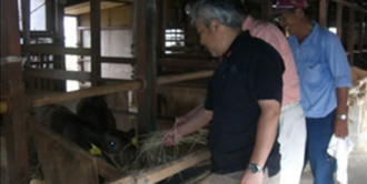 イメージ:淡路島　但馬牛（子牛）の一大生産地